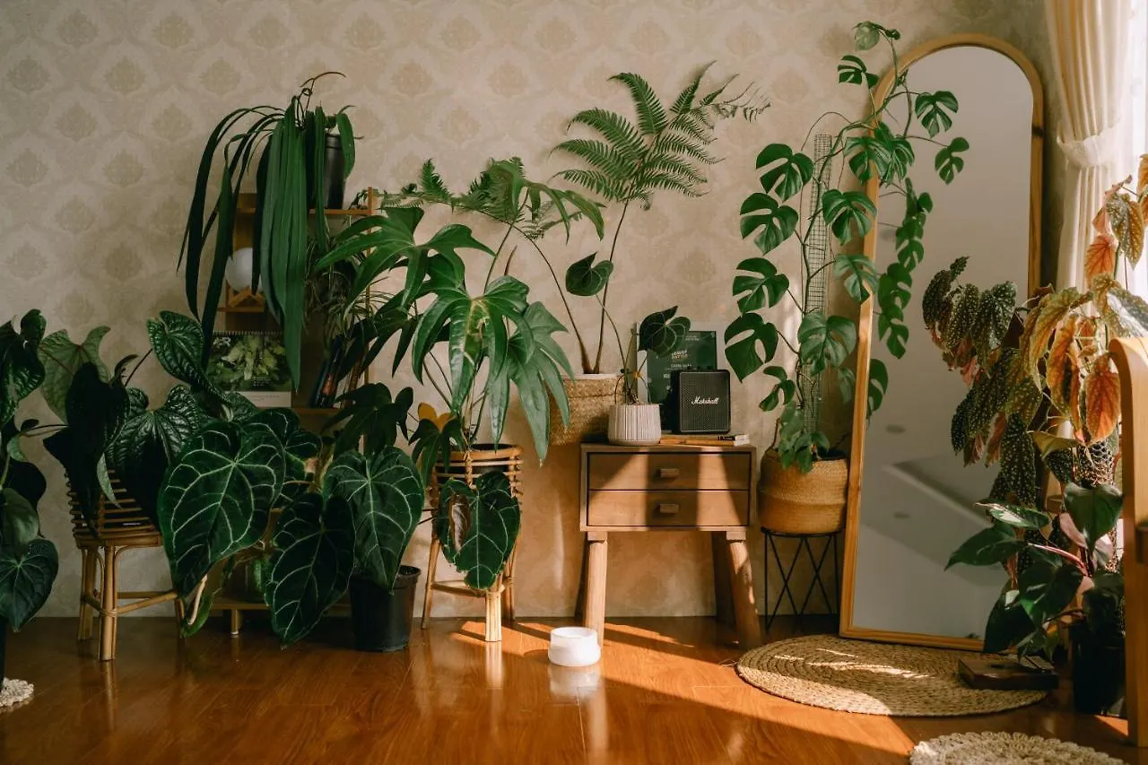 Lavuta Home Vũng Tàu